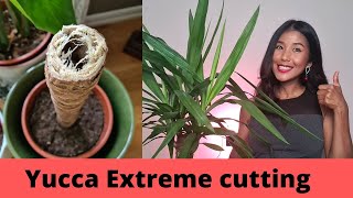 Yucca propagation extreme way  Faster growing yucca propagations by cutting the main thick stem [upl. by Darach]