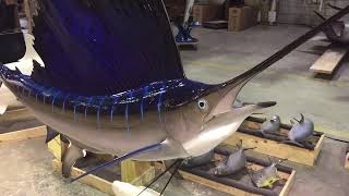 Gray Taxidermy Sailfish mount [upl. by Hebner]