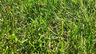 Fine fescue lawn [upl. by Nonnag]