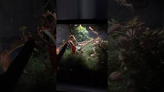 Giant Bioactive Mantis Setup [upl. by Joachim]