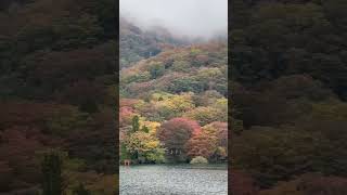 Hakone 箱根 world naturejapan＃hakone [upl. by Quincey422]