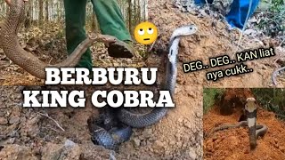 SEREM MENANGKAP ULAR KING COBRA DI HUTAN  KING COBRA SNAKE [upl. by Rayburn769]