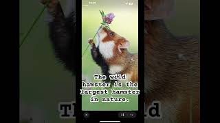 The wild hamster is the largest hamster in nature [upl. by Sheryl]