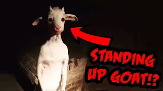 The creepy standing up goat video [upl. by Foote]