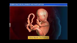 CBSE Class 12 Biology Human Reproduction – 5 Embryonic Development and Parturition [upl. by Ready]