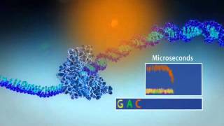 Single Molecule Real Time Sequencing  Pacific Biosciences [upl. by Nosiram]