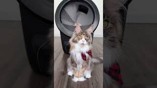 LitterRobot 4 Unboxing Best Gift for Cat Parents [upl. by Alor593]