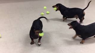 4 Dachshunds and 300 tennis balls Doxie Dog Pet [upl. by Kennith]