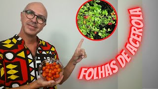 FOLHA DE ACEROLA EMAGRECEDOR  COAGULAÇÃO  COLÁGENO  FÍGADO  ACELERA O BETABOLISMO FONTE VITC [upl. by Harriot250]