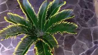 The golden sago palm Cycas revoluta v aurea [upl. by Aihsatsan]