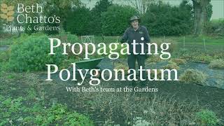 How to propagate Polygonatum  Solomons Seal [upl. by Nilla453]