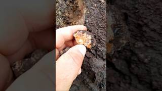 Rockhounding for Agates in Italy rockhounding agate agates geology [upl. by Ahsinej]