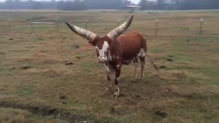 Watusi Bull Fired Up [upl. by Arehs23]