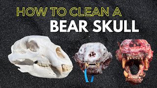 HOW TO CLEAN A BEAR SKULL [upl. by So285]