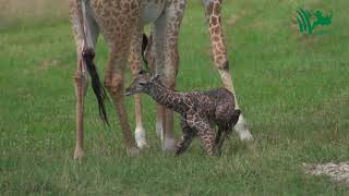 Baby Giraffe Tries to Stand and Takes His First Steps [upl. by Anillehs]