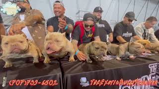 Kobe the Exotic Bully at The Wow Factor  Show StackOff  1000000 Exotic Bullies [upl. by Nuahsed193]