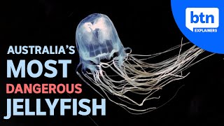 Australias Most Dangerous Jellyfish amp What to do if Youre Stung  Explained [upl. by Oletha602]