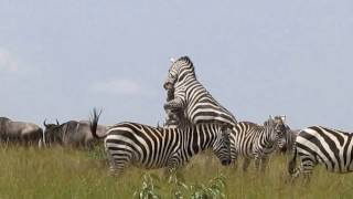 Zebras Fighting on the Mara [upl. by Mcneely]