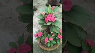 Blooming Our Euphorbia Milii shorts shortsvideo flowering [upl. by Isahella]