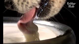 Animals Fascinating Way Of Drinking Water  Kritter Klub [upl. by Aillicsirp]