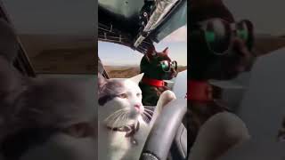 Car rally cat gangsta vs dog [upl. by Kloster546]