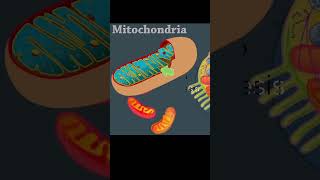 Mitochondria Powerhouse of the Cell biology shorts [upl. by Elamef]