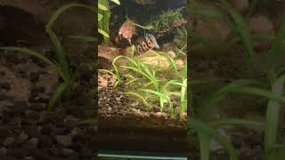 YOYO LOACH Fish YOYOLOACH PLANTEDAQUARIUM 4 [upl. by Mersey334]