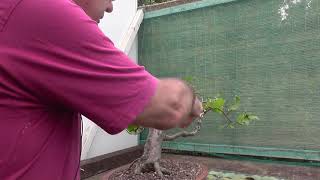 Bonsai Windswept Hazel Tree [upl. by Nirrat]