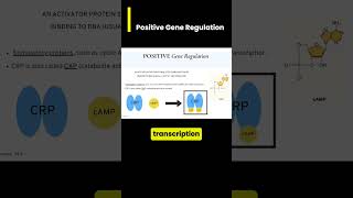 Positive Gene Regulation cAMP and CRPCAP [upl. by Anayd]