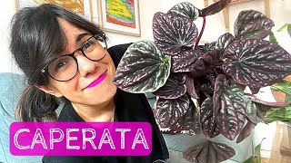 PEPEROMIA PLANT CARE  How to care for peperomia caperata [upl. by Brieta]