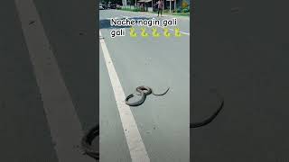 Nache nagin gali gali🐍short videolatest videoviral video snake video comedy videofunny video [upl. by Lorrayne]