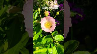 Bee pollinating a flower in slow motion at toowoomba’s prize winning garden [upl. by Gotthelf]