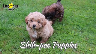 Shihpoo Puppies [upl. by Nnairret]