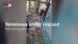 Venomous snake rescued from fishing net in India [upl. by Genovera]