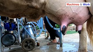 Cow milking machine  Milking machine for cows [upl. by Eenhpad]