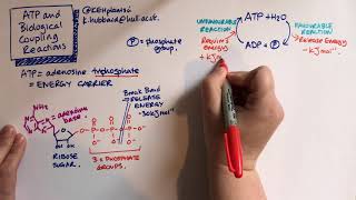 Endergonic and Exergonic Reactions Feedback Inhibition [upl. by Margarete816]