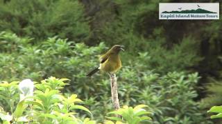 Kapiti Island Nature Tours  tour 1 [upl. by Hardigg]