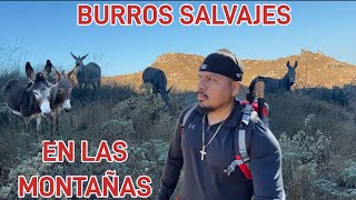 EN BUSCA DE BURROS 🫏 SALVAJES [upl. by Valda]