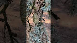 Cedrus atlantica ‘glauca pendula’ female cone weeping blue cedar [upl. by Odell]