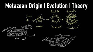 Metazoan Origin I TheoryI Evolution I Metazoa Definition Biology I Metazoan Animals I Metazoan Phyla [upl. by Dyoll]