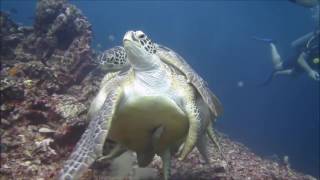 Green Turtles mating  Accouplement de tortues vertes [upl. by Losse]