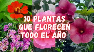 10 PLANTAS que FLORECEN TODO EL AÑO y NO Necesitan de Muchos CUIDADOS  plantas con muchas flores [upl. by Bran]