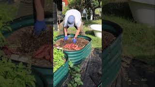 Harvesting Sweet Potatoes gardening allotment allotmentgarden allotmentlove [upl. by Sivraj]