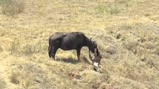 Ngorongoro Crater Lion Kills Buffalo [upl. by Purdy535]