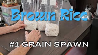 Rye Grain vs Brown Rice for Grain Spawn grainspawn mushroomgrowing [upl. by Odiug183]