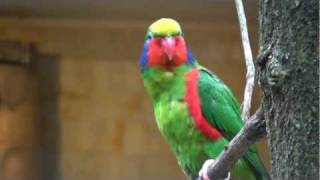 redflanked lorikeet [upl. by Lemkul63]