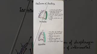 Mechanism of breathing respiration ytshorts [upl. by Stoll342]