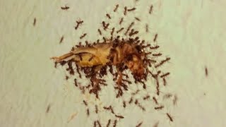 Look the strength of the ants is carrying away the dead insect ant insects animals [upl. by Nnylecoj486]