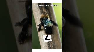 5 datos increíbles sobre las abejas [upl. by Yejus552]