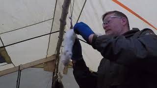 Weasel Ermine Skinning [upl. by Marquita375]